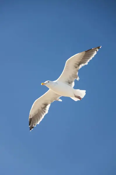 白鸥在蓝天的映衬下飞翔 — 图库照片