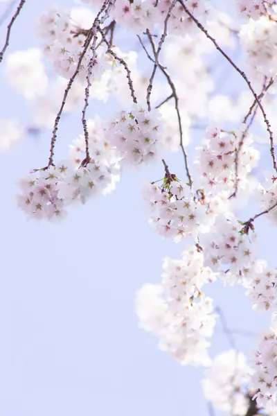Closeup of sakura tree branches with flowers
