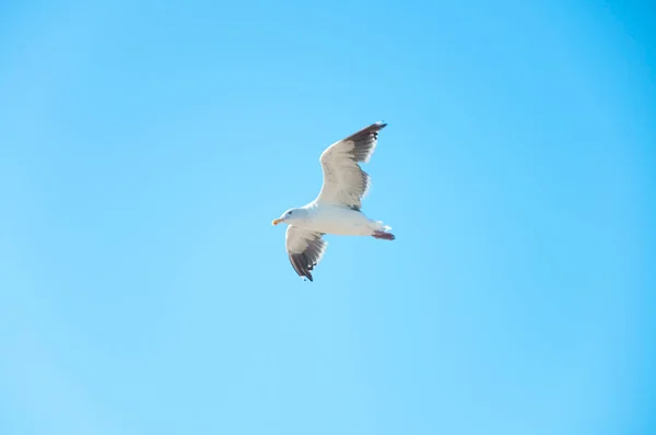 白色海鸥飞翔在蓝色的天空 — 图库照片
