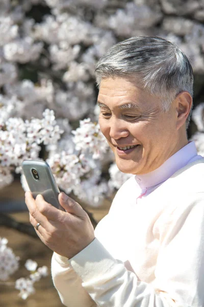 Senior Japanese man using smartphone during walking in park with blossoming trees