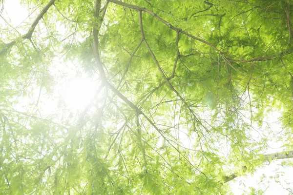 Πράσινα Δέντρα Στο Καλοκαιρινό Πάρκο Floral Φόντο — Φωτογραφία Αρχείου