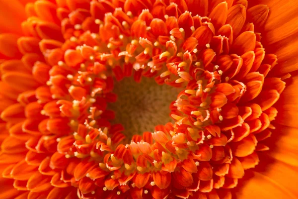 Närbild Orange Blomma Blommig Bakgrund — Stockfoto