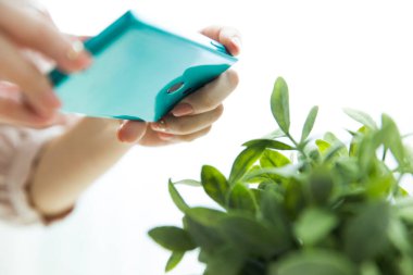 Yeşil bitkinin fotoğrafını çekmek için akıllı telefon kullanan bir kadın.