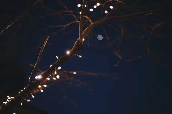 木の枝とライト — ストック写真