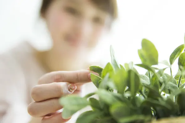 Mãos Mulher Segurando Folhas Frescas Verdes — Fotografia de Stock