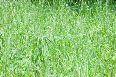 Yeşil çim alanın arka planı 
