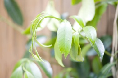 Parktaki yeşil yapraklı ağaç