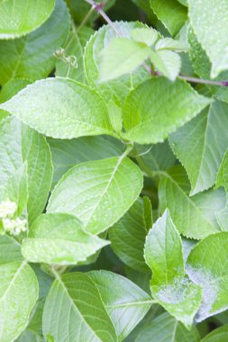 Doğada yeşil yapraklı arkaplan