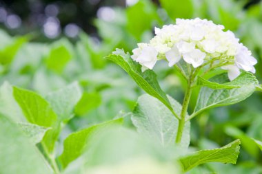 Beyaz ortanca çiçeklerini kapat