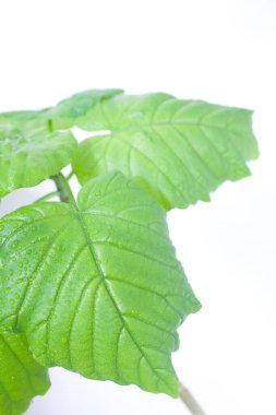 Su damlacıkları ile yeşil yaprak 