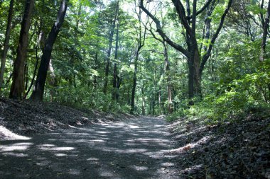 beautiful view of the forest with green trees