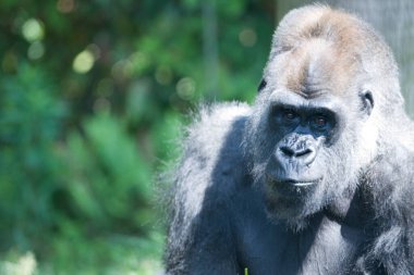 Hayvanat bahçesindeki bir şempanzeye yaklaş.