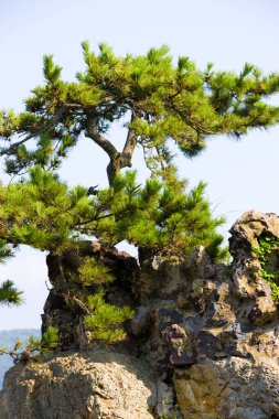 Deniz kıyısındaki bir kayanın üzerindeki çam ağacı 