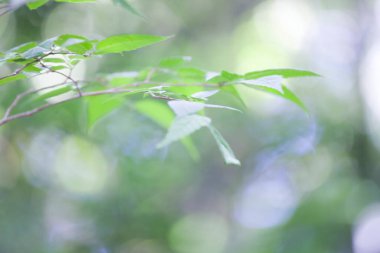 Bulanık arkaplanda parlak yeşil yapraklar