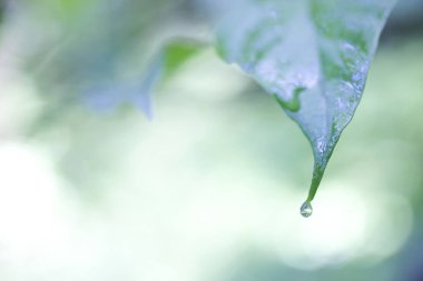 Çiyli yeşil yaprakların manzarasını kapat