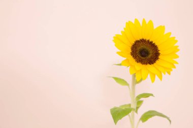 Hafif arka planda güzel ayçiçeği