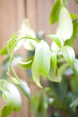 Parktaki yeşil yapraklı ağaç