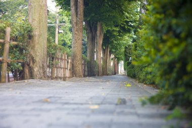Yaz parkının güzel manzarası