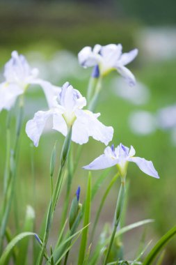 Bahçedeki güzel çiçekler