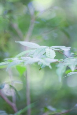 Ağaçta yeşil yapraklar, arka plan