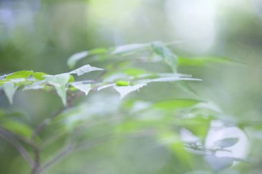 Ağaçta yeşil yapraklar, arka plan