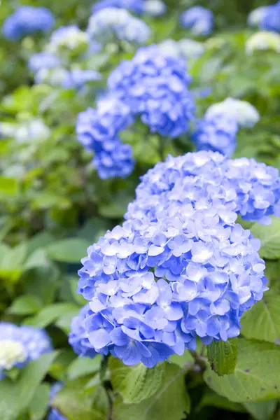 Όμορφα Μπλε Λουλούδια Ορτανσία Στον Κήπο — Φωτογραφία Αρχείου