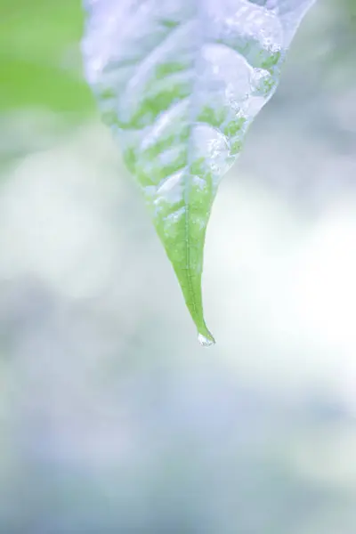 背景がぼやけた緑の葉 — ストック写真