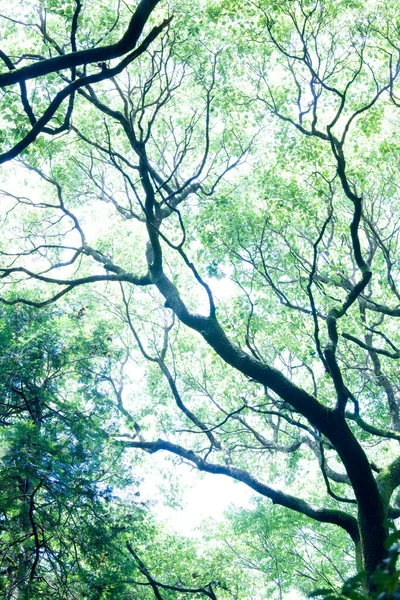 Zielone Liście Drzewie Tło — Zdjęcie stockowe