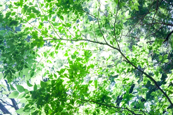 Foglie Verdi Sull Albero Sfondo — Foto Stock