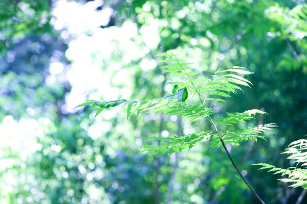 木の上の緑の葉背景 — ストック写真