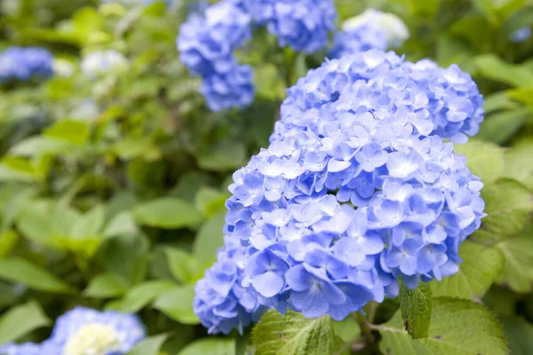 Prachtige Blauwe Hortensia Bloemen Tuin — Stockfoto