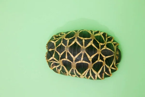 Mały Żółw Bliska — Zdjęcie stockowe