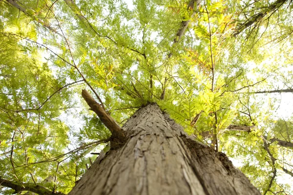 Вид Знизу Листяні Дерева Сонячному Світлі — стокове фото