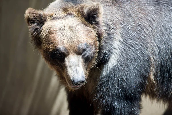 Μαύρη Αρκούδα Ursus Arctos — Φωτογραφία Αρχείου
