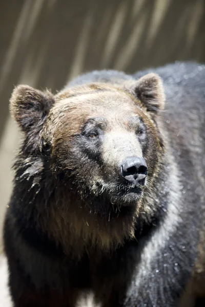 Brązowy Niedźwiedź Lesie — Zdjęcie stockowe