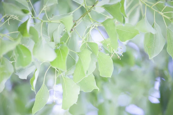 Träd Parken Med Gröna Blad — Stockfoto