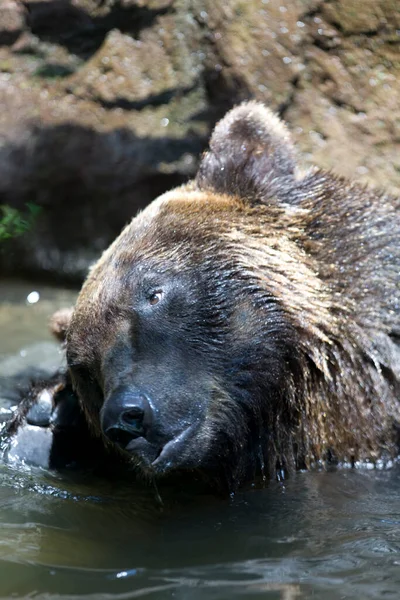 Grizzly Medve Vadonban Természetben — Stock Fotó