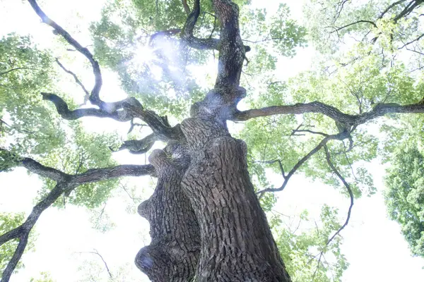 Дерево Парку Зеленим Листям — стокове фото