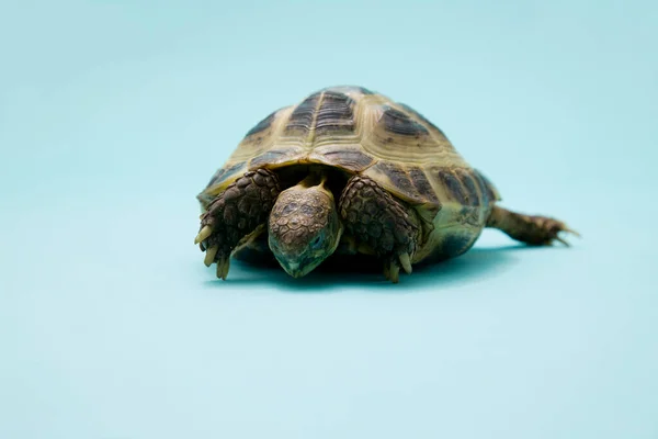 Little Turtle Close — Stock Photo, Image