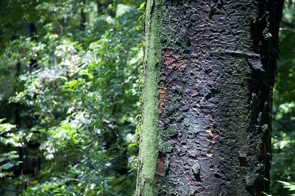 Дерево Парке Зелеными Листьями — стоковое фото