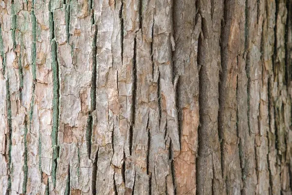 Φόντο Υφής Φλοιού Δένδρου — Φωτογραφία Αρχείου