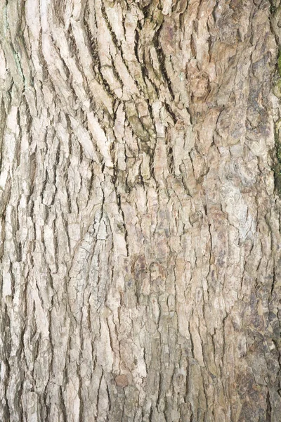 나무껍질의 — 스톡 사진