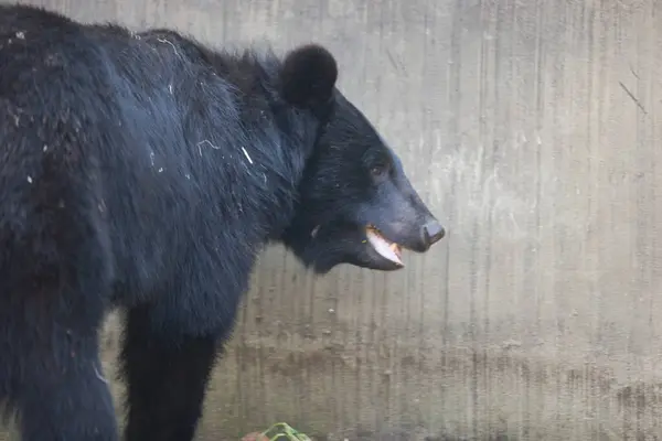 Urso Negro Selvagem Natureza — Fotografia de Stock