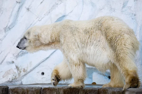 Hayvanat Bahçesindeki Kutup Ayısı — Stok fotoğraf