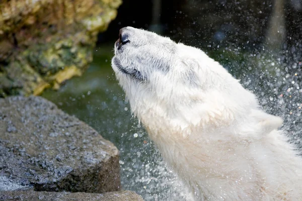 Urso Branco Água — Fotografia de Stock