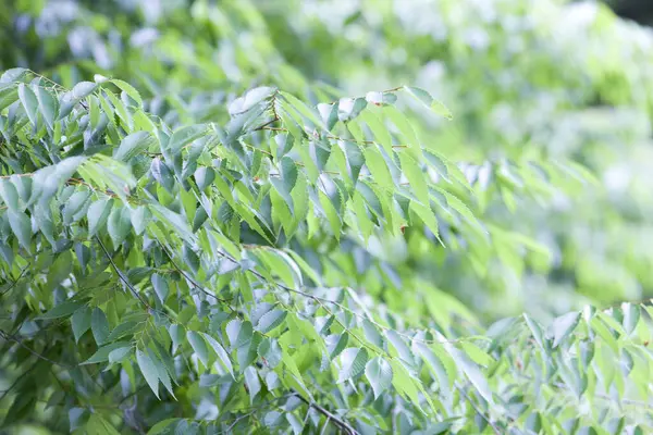 Green Leaves Tree Background — Stock Photo, Image