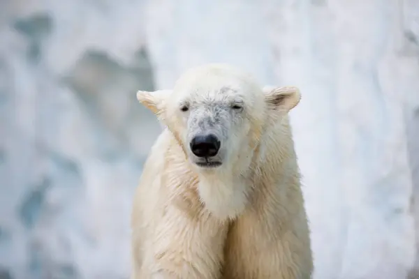 Πολική Αρκούδα Στο Ζωολογικό Κήπο — Φωτογραφία Αρχείου