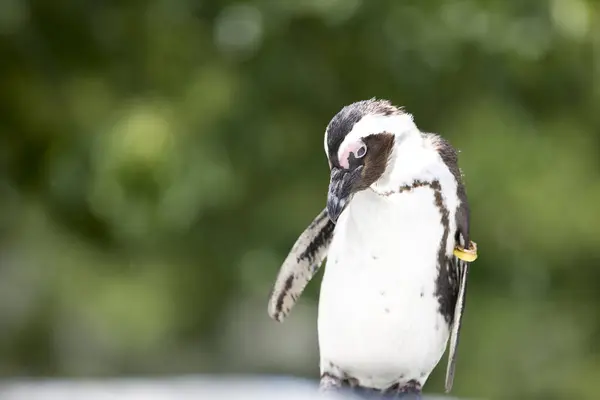 Πιγκουίνος Στο Ζωολογικό Κήπο — Φωτογραφία Αρχείου