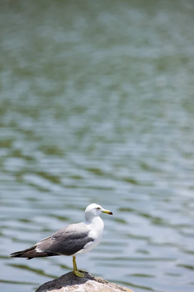 호수에 바위에 Seagull — 스톡 사진