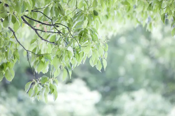 Δέντρο Στο Πάρκο Πράσινα Φύλλα — Φωτογραφία Αρχείου